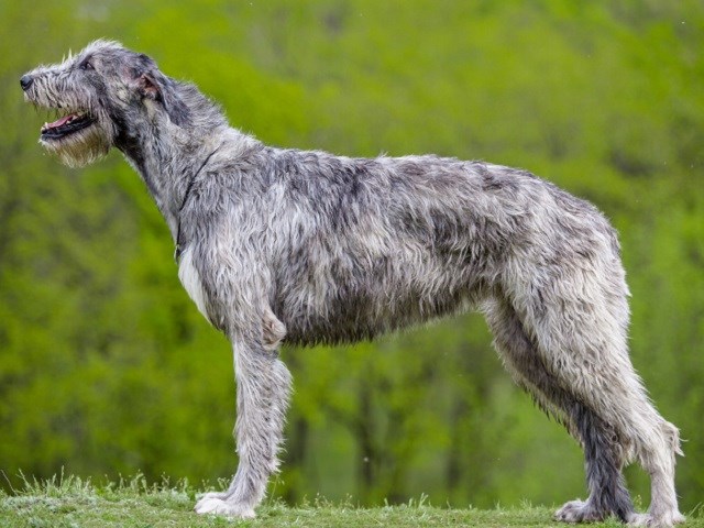 Irish Wolfhound thumbnail